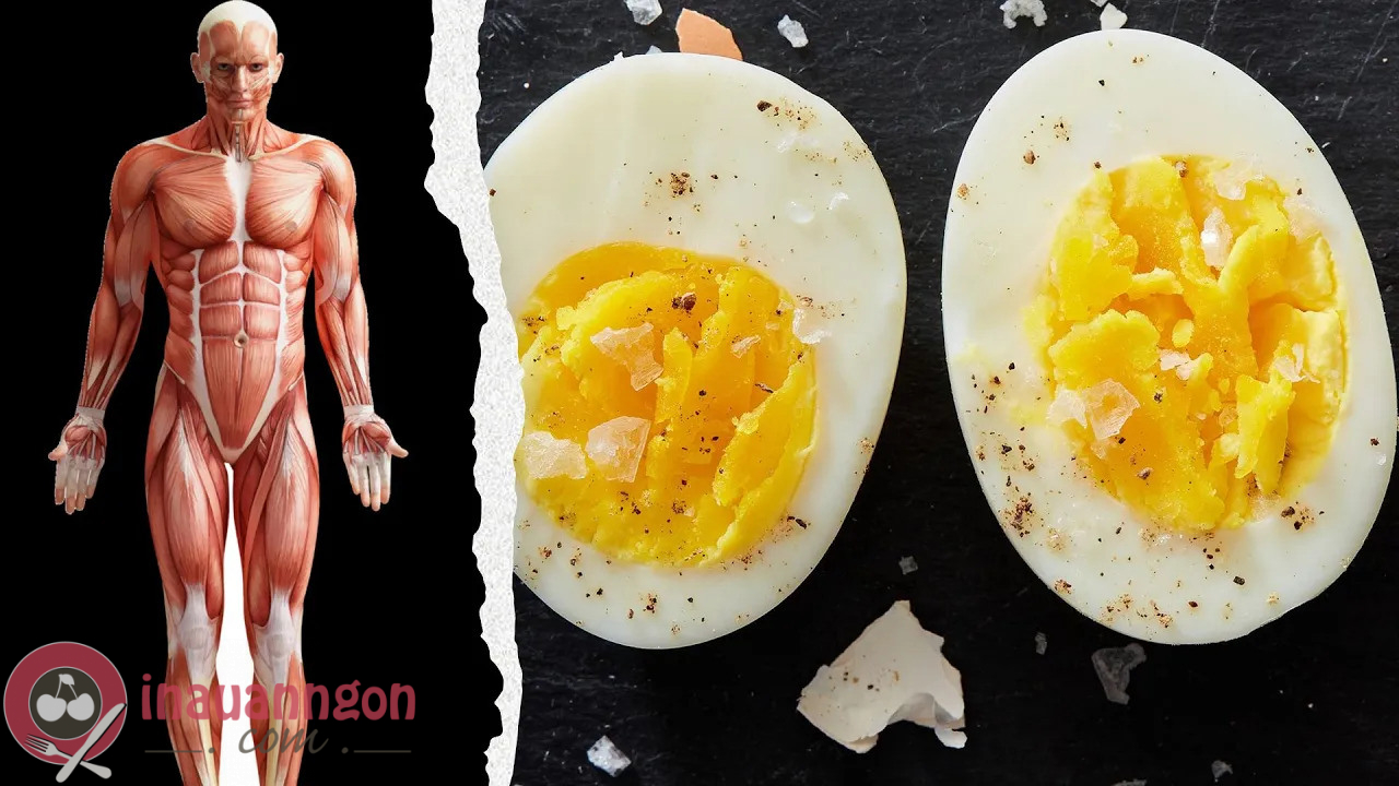 Lòng trắng trứng hỗ trợ phát triển cơ bắp tốt