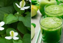 Hướng dẫn cách làm nước rau diếp cá luộc thanh lọc cơ thể